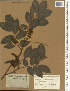 Pterocarpus santalinoides DC., Африка (AFR) (Мали)