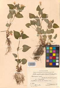 Viola acuminata var. austroussuriensis (W.Becker) Kitag., Сибирь, Дальний Восток (S6) (Россия)