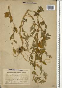 Марь белая L., Кавказ, Азербайджан (K6) (Азербайджан)