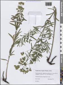 Молочай лозный, Молочай прутьевидный Waldst. & Kit., Сибирь, Западная Сибирь (S1) (Россия)