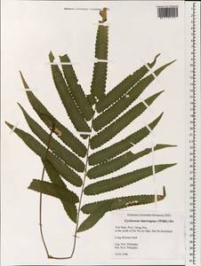 Циклосорус прерывистый (Willd.) H. Itô, Зарубежная Азия (ASIA) (Вьетнам)