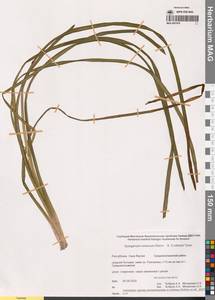 Ежеголовник всплывающий, Ежеголовник всплывший Rehmann, Сибирь, Якутия (S5) (Россия)