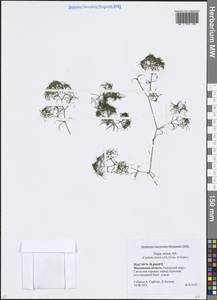 Наяда малая All., Восточная Европа, Московская область и Москва (E4a) (Россия)