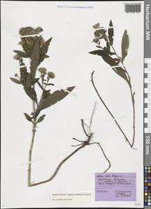 Symphyotrichum × versicolor (Willd.) G. L. Nesom, Восточная Европа, Центральный лесостепной район (E6) (Россия)
