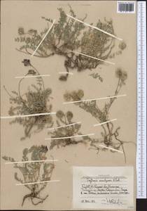 Oxytropis anaulgensis Pavlov, Средняя Азия и Казахстан, Западный Тянь-Шань и Каратау (M3) (Узбекистан)