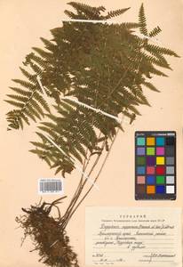 Coryphopteris nipponica (Franch. & Sav.) S. E. Fawc. & A. R. Sm., Сибирь, Дальний Восток (S6) (Россия)