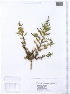 Fagonia mayana Schltdl., Африка (AFR) (Кабо-Верде)