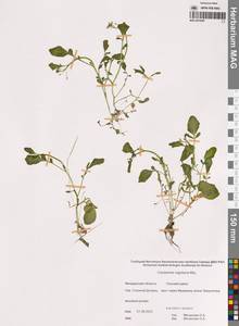 Cardamine scutata Thunb., Сибирь, Чукотка и Камчатка (S7) (Россия)