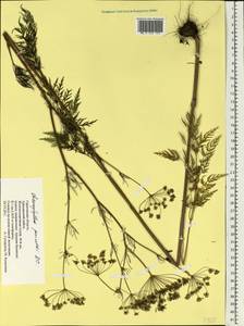 Бутень Прескотта DC., Восточная Европа, Нижневолжский район (E9) (Россия)