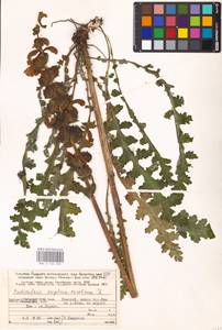 MHA 0 162 282, Мытник скипетровидный L., Восточная Европа, Северный район (E1) (Россия)