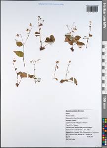 Begonia crenata Dryand., Зарубежная Азия (ASIA) (Индия)