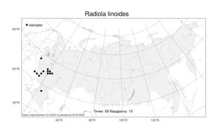 Radiola linoides, Радиола льновидная Roth, Атлас флоры России (FLORUS) (Россия)