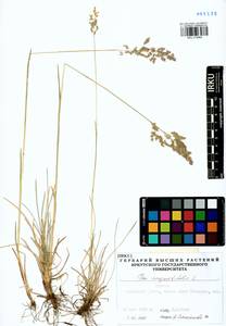 Мятлик узколистный L., Сибирь, Прибайкалье и Забайкалье (S4) (Россия)