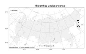 Micranthes unalaschcensis (Sternb.) Gornall & H. Ohba, Атлас флоры России (FLORUS) (Россия)