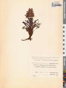 Мытник лисохвостый Steven ex Spreng., Сибирь, Чукотка и Камчатка (S7) (Россия)