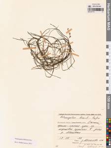 Штукения нитевидная, Рдест нитевидный (Pers.) Börner, Сибирь, Чукотка и Камчатка (S7) (Россия)