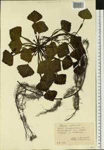 Рогульник плавающий, Чилим плавающий, Водяной орех плавающий L., Восточная Европа, Западно-Украинский район (E13) (Украина)