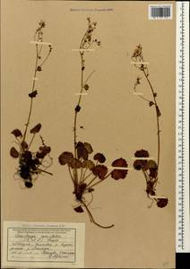 Saxifraga rotundifolia subsp. rotundifolia, Кавказ, Абхазия (K4a) (Абхазия)
