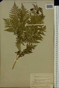 Pteridium aquilinum subsp. pinetorum (C. N. Page & R. R. Mill) J. A. Thomson, Восточная Европа, Центральный район (E4) (Россия)