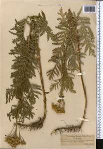 Tanacetum vulgare subsp. vulgare, Средняя Азия и Казахстан, Северный и Центральный Тянь-Шань (M4) (Казахстан)
