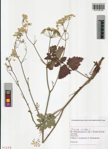 Бедренец камнеломковый, Бедренец-камнеломка L., Сибирь, Алтай и Саяны (S2) (Россия)