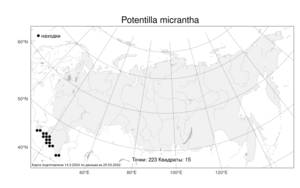 Potentilla micrantha, Лапчатка мелкоцветковая Ramond ex DC., Атлас флоры России (FLORUS) (Россия)