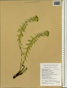 Euphorbia veneris M.L.S.Khan, Зарубежная Азия (ASIA) (Кипр)