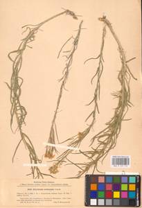 Erysimum quadrangulum Desf., Восточная Европа, Северо-Украинский район (E11) (Украина)