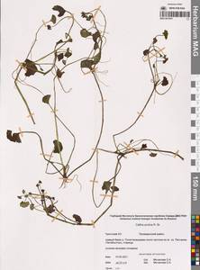 Калужница укореняющаяся (T.F.Forst.) Beck, Сибирь, Чукотка и Камчатка (S7) (Россия)