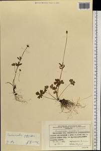 Лютик снеговой L., Сибирь, Чукотка и Камчатка (S7) (Россия)