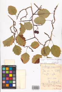 Crataegus calpodendron (Ehrh.) Medik., Восточная Европа, Нижневолжский район (E9) (Россия)