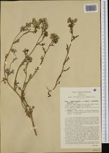 Senecio ×vaccarii Fiori, Западная Европа (EUR) (Италия)