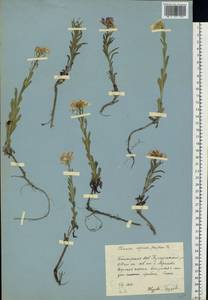 Клаусия солнцепечная (Stephan ex Willd.) Korn.-Trotzky, Восточная Европа, Восточный район (E10) (Россия)