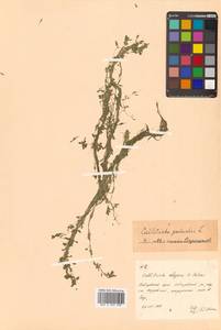 Callitriche palustris subsp. palustris, Сибирь, Дальний Восток (S6) (Россия)