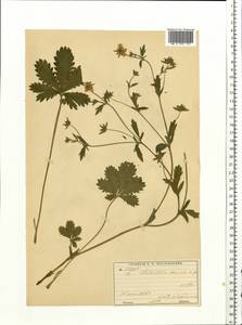 Potentilla ×okensis Petunn., Ботанические сады и дендрарии (GARD) (Россия)