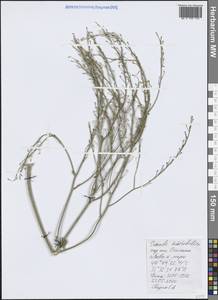 Катран коктебельский (Junge) N.Busch, Крым (KRYM) (Россия)