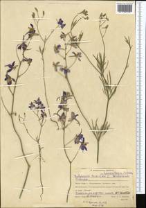Delphinium consolida subsp. consolida, Средняя Азия и Казахстан, Северный и Центральный Казахстан (M10) (Казахстан)