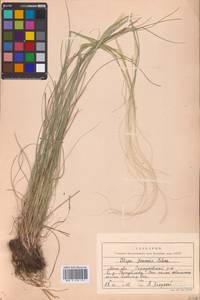 Ковыль перистый L., Восточная Европа, Московская область и Москва (E4a) (Россия)