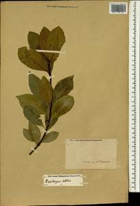 Рафиолепис индийский (L.) Lindl., Зарубежная Азия (ASIA) (Неизвестно)