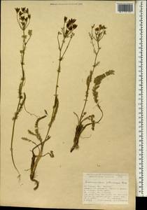 Caropodium pterocarpum subsp. pterocarpum, Зарубежная Азия (ASIA) (Турция)