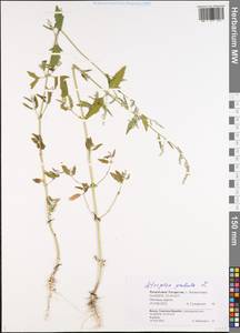 Лебеда раскидистая L., Восточная Европа, Средневолжский район (E8) (Россия)