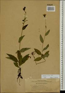 Hieracium sabaudum subsp. sabaudum, Восточная Европа, Северо-Западный район (E2) (Россия)