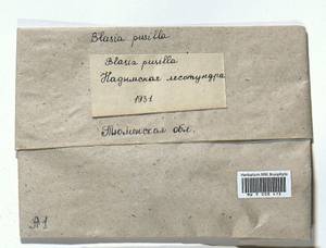 Blasia pusilla L., Гербарий мохообразных, Мхи - Западная Сибирь (включая Алтай) (B15) (Россия)