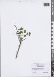 Дрок германский L., Восточная Европа, Центральный район (E4) (Россия)