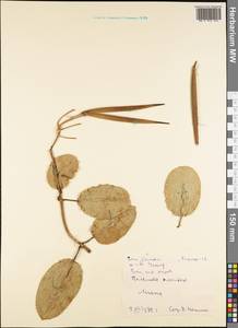 Magnoliopsida, Австралия и Океания (AUSTR) (Самоа)