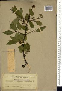 Жестер слабительный, Крушина слабительная L., Кавказ, Азербайджан (K6) (Азербайджан)