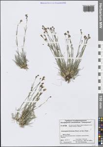 Пустынница красивая (Fisch. ex Ser.) Fenzl, Сибирь, Центральная Сибирь (S3) (Россия)