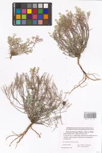 Odontarrhena tortuosa subsp. tortuosa, Восточная Европа, Нижневолжский район (E9) (Россия)