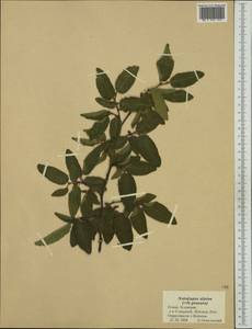 Nothofagus alpina (Poepp. & Endl.) Oerst., Австралия и Океания (AUSTR) (Новая Зеландия)