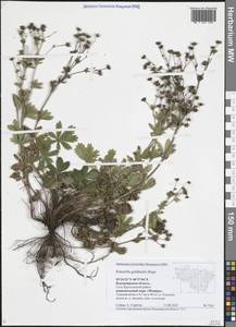 Potentilla thuringiaca subsp. goldbachii (Rupr.) Th.Wolf, Восточная Европа, Центральный район (E4) (Россия)